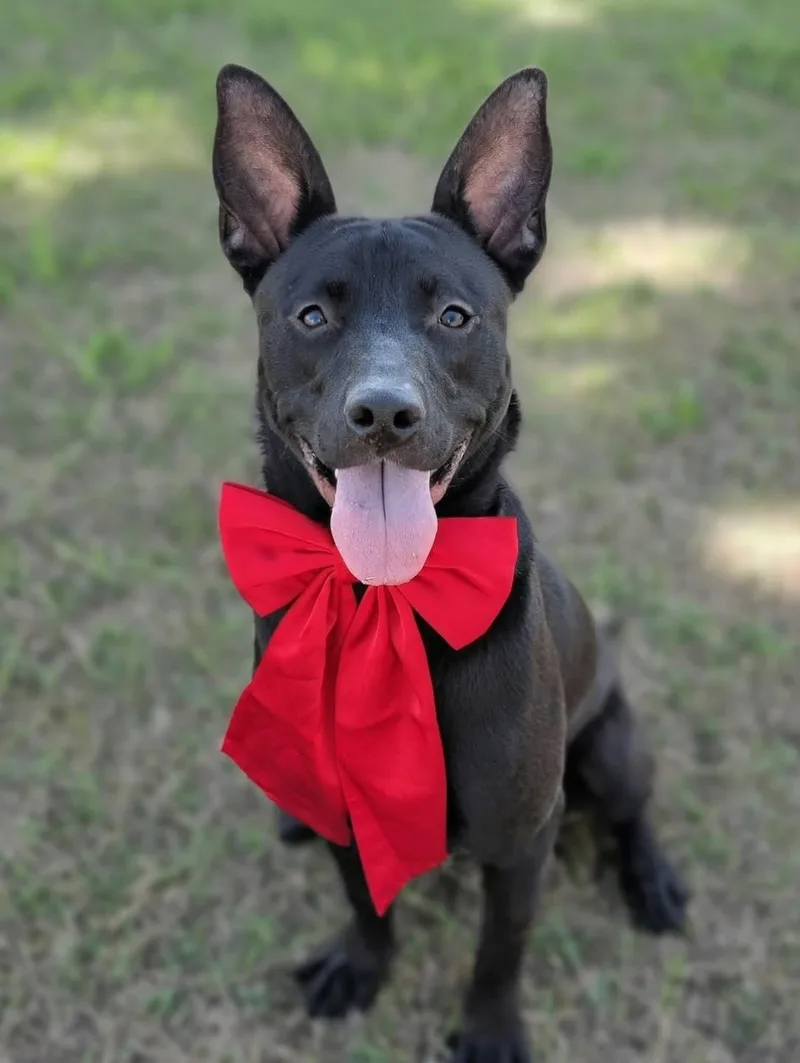 A young large-sized male Australian Kelpie dog named Binks for adoption in Conroe, TX