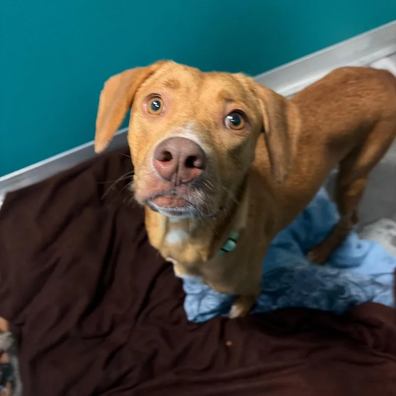 An adult medium-sized female Yellow / Tan / Blond / Fawn Vizsla dog named Anna for adoption in Wilmington, DE