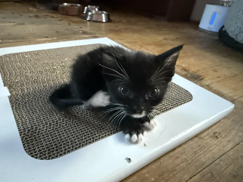 A baby small-sized female Domestic Short Hair cat named Eclair for adoption in Bethel Park, PA