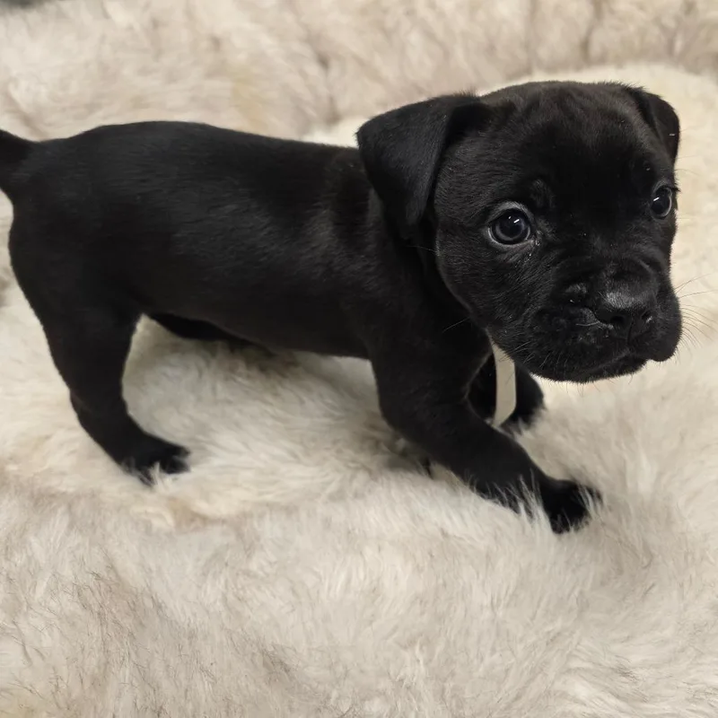 A baby small-sized male Black Cane Corso dog named Muffin for adoption in Waldorf, MD