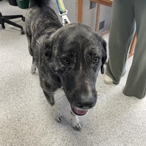 An adult large-sized male Anatolian Shepherd dog named Beau for adoption in Des Moines, IA
