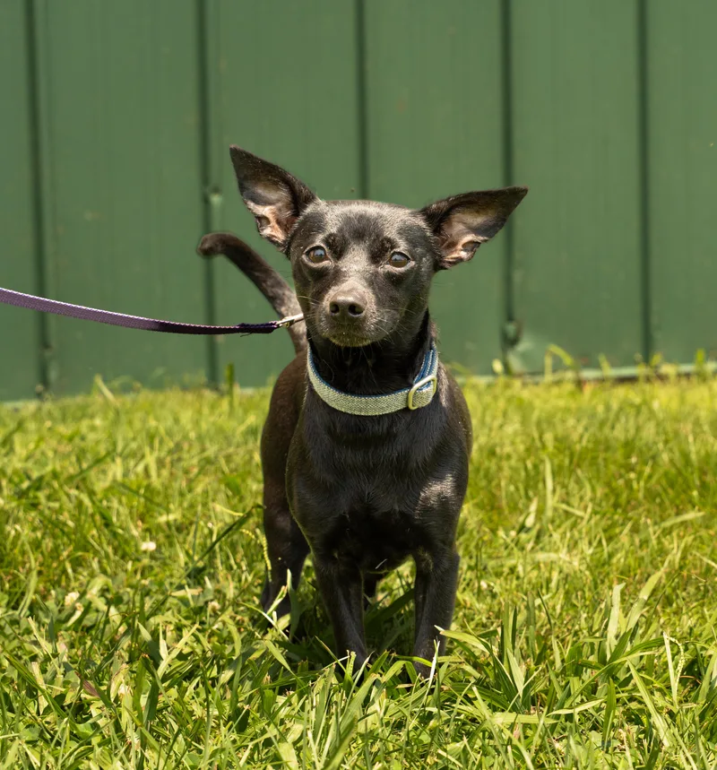 An adult small-sized female Chihuahua dog named Sassy for adoption in Owensboro, KY
