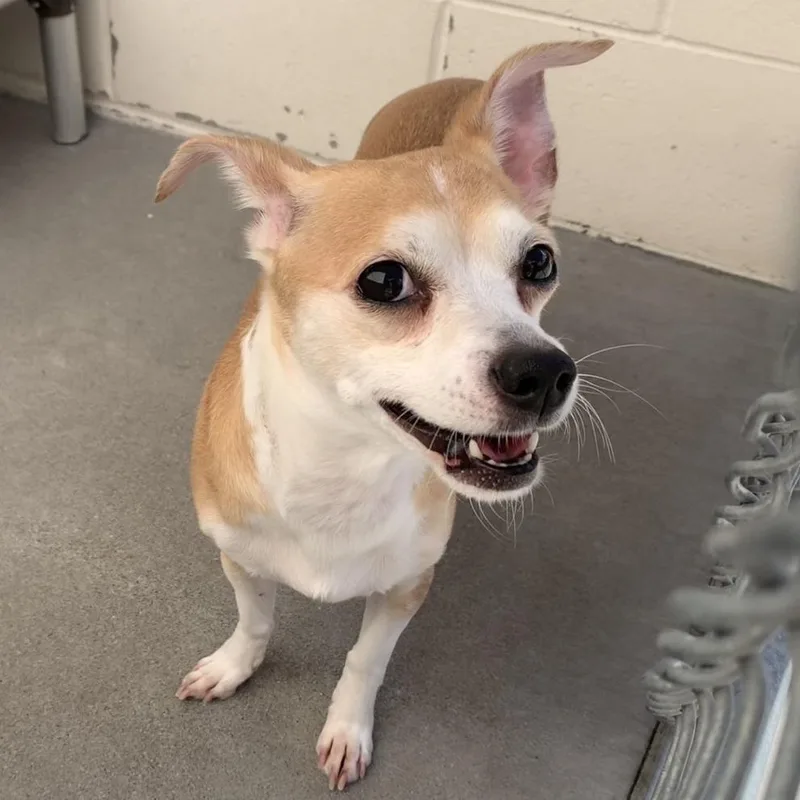 A senior small-sized female Chihuahua dog named Cupcake for adoption in Reno, NV