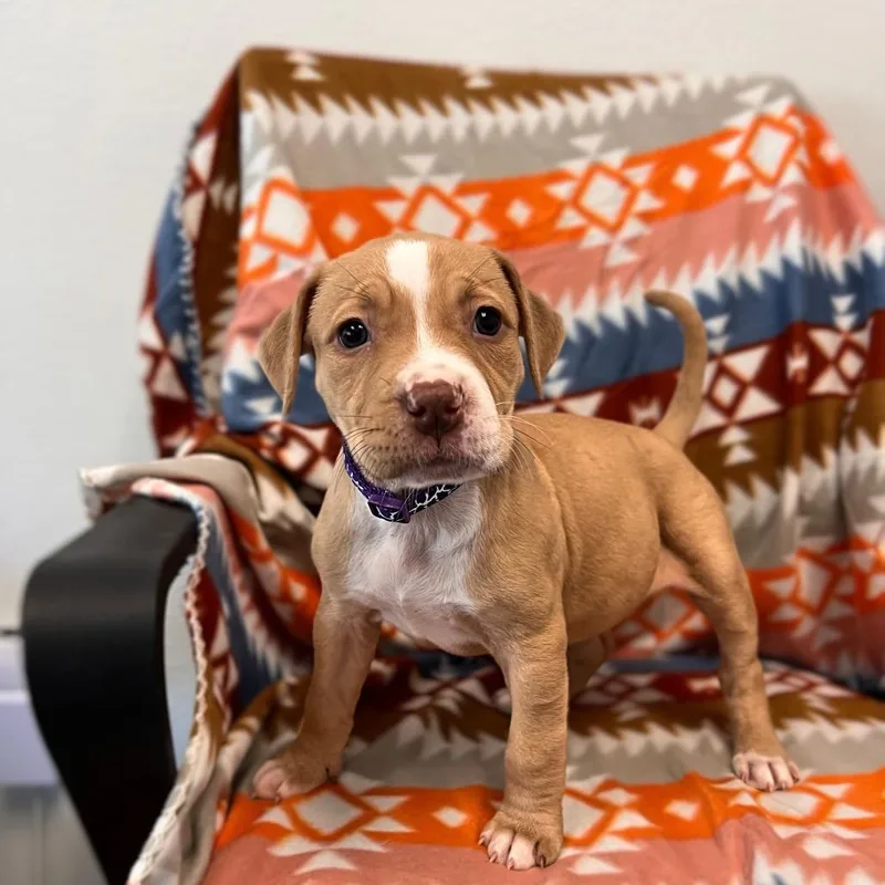 Ellie