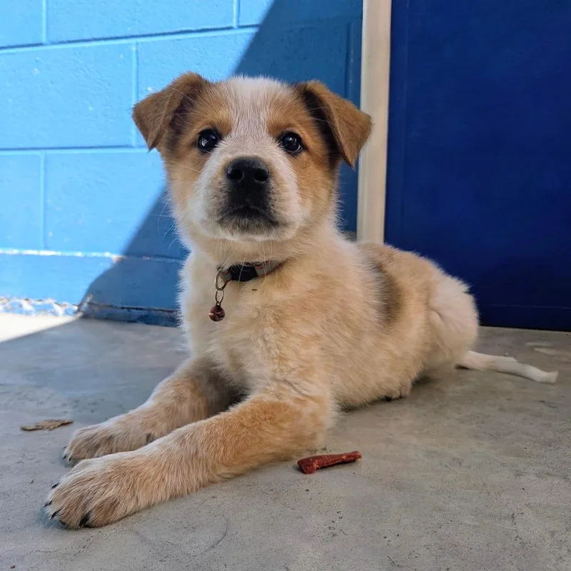A baby small-sized female Red / Chestnut / Orange Cattle Dog dog named Scrabble for adoption in Newport, TN