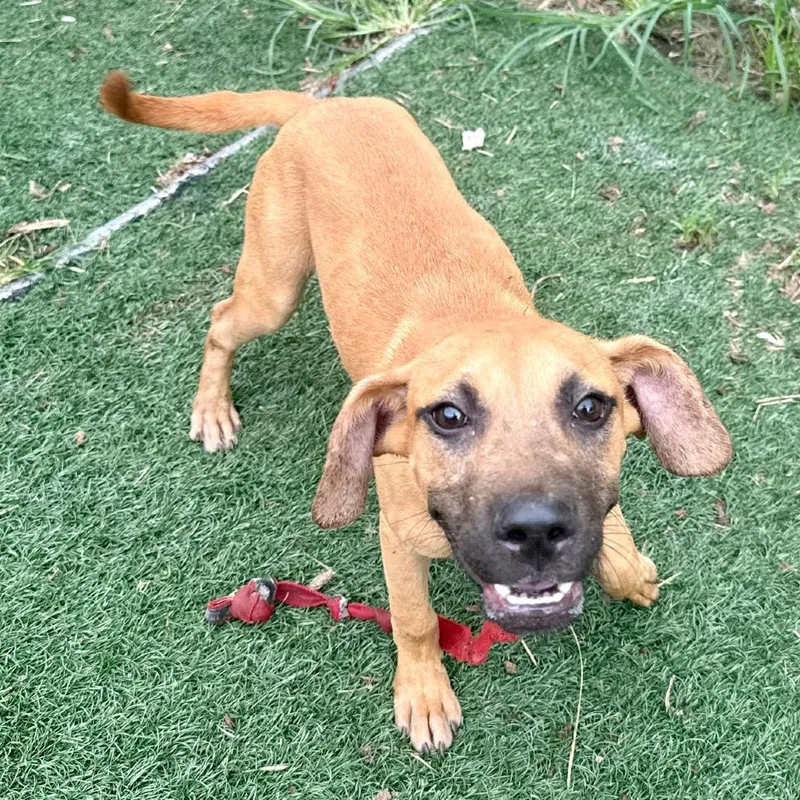 A baby small-sized male Mixed Breed dog named Biscoff for adoption in Bennettsville, SC