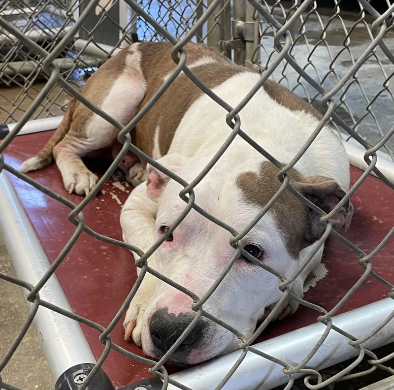 An adult large-sized male American Bully dog named Gage HOLD for adoption in Canton, OH