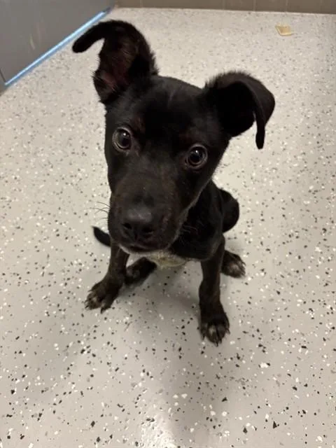 A baby medium-sized male Labrador Retriever dog named Rover for adoption in Forney, TX
