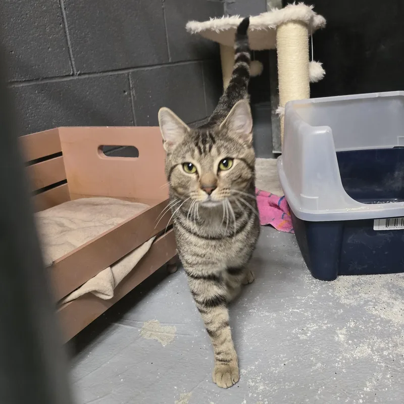 An adult medium-sized male Tabby (Gray / Blue / Silver) Domestic Short Hair cat named Spruce for adoption in Mountain City, TN