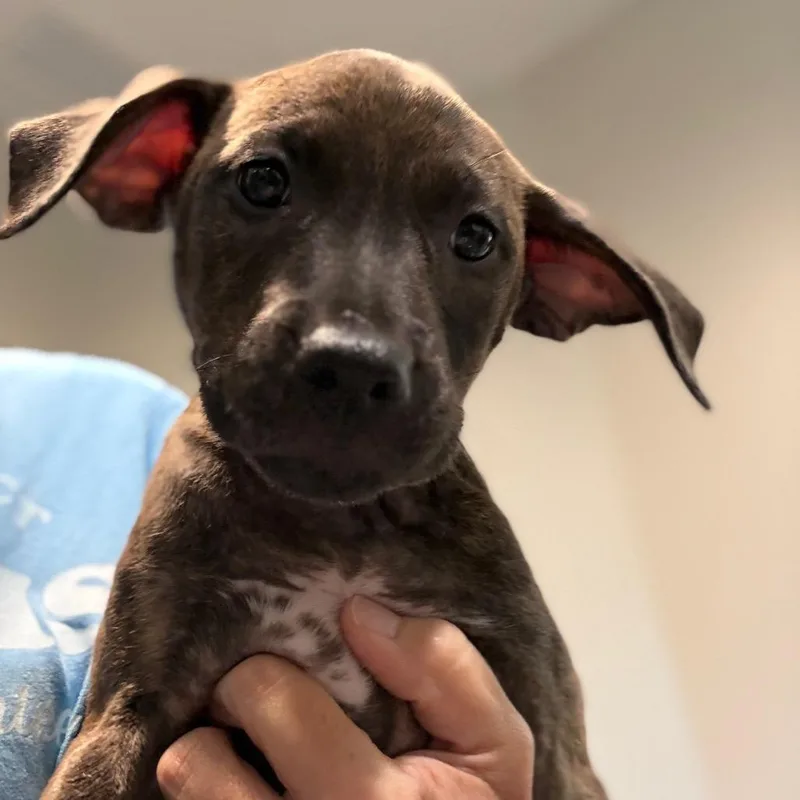 A baby small-sized female Chihuahua dog named Atlanta for adoption in Cumming, GA