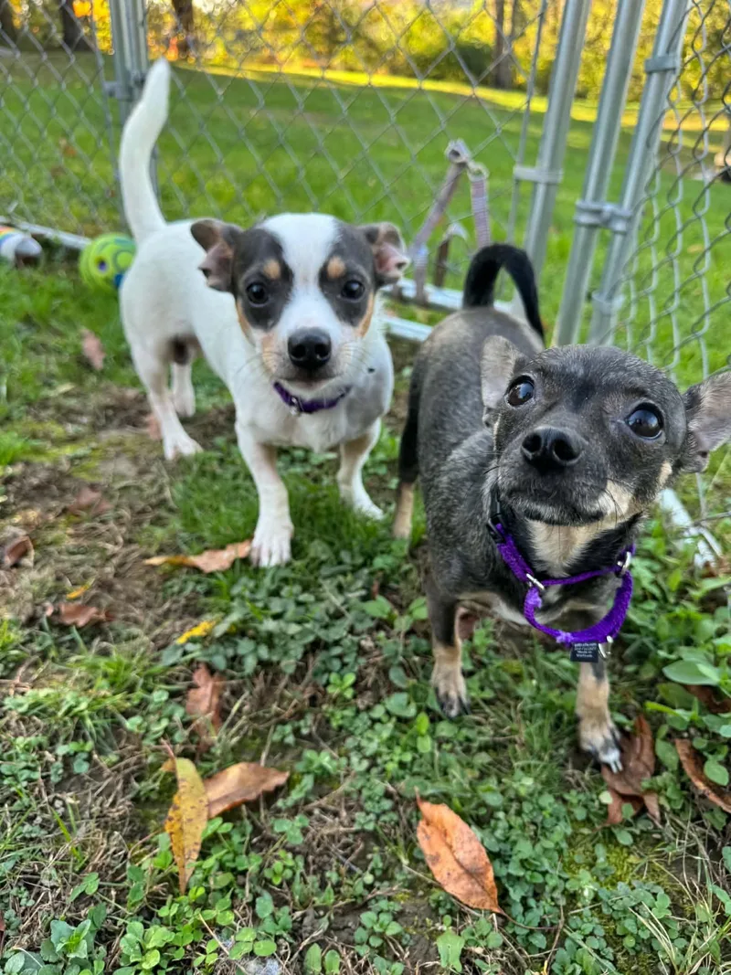 An adult small-sized male Chihuahua dog named Arie & Navy for adoption in Greensburg, PA