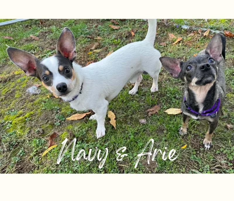 Arie & Navy thumbnail 5