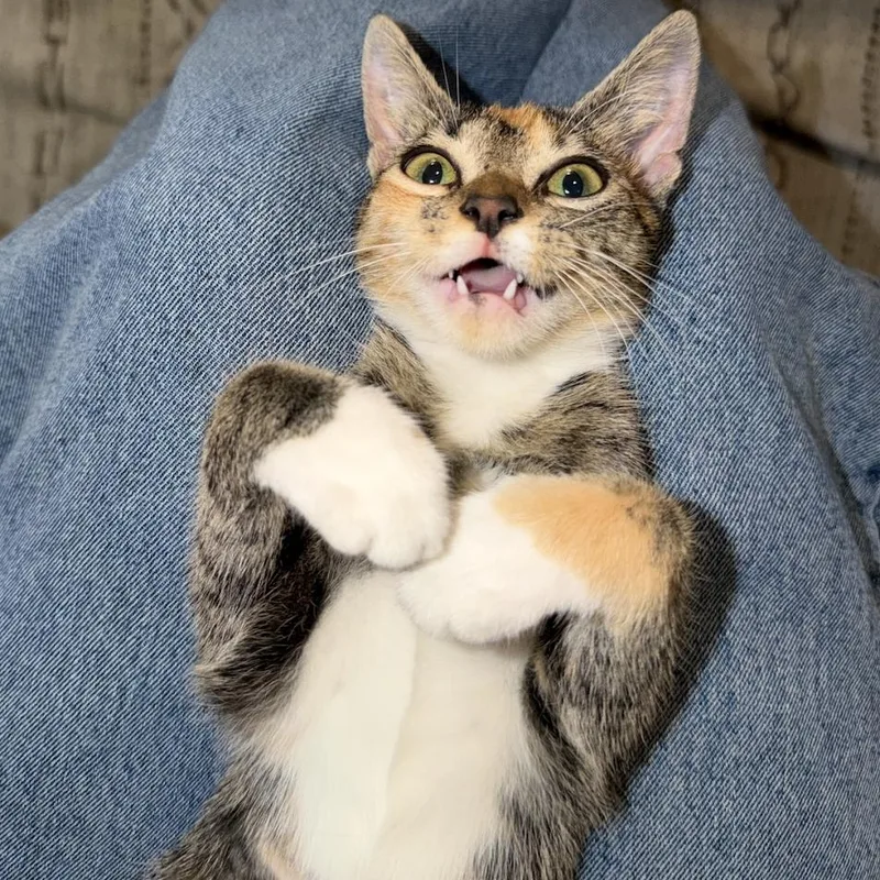 Waffles thumbnail 2