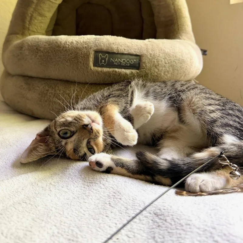 Waffles thumbnail 3