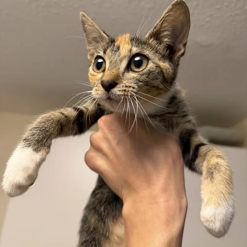 Waffles thumbnail 5
