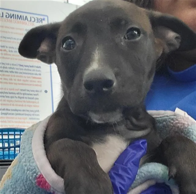 A young medium-sized female Mixed Breed dog named Belle for adoption in Dallas, TX