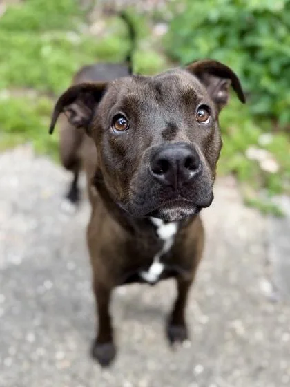 An adult medium-sized male Pit Bull Terrier dog named Ace for adoption in New Orleans, LA
