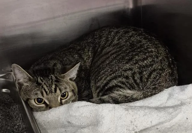A young medium-sized male Domestic Short Hair cat named Andpersand for adoption in Decatur, IL
