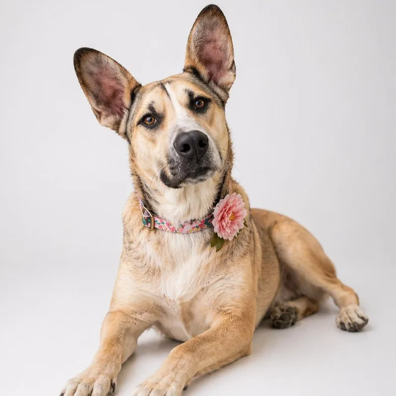 Dominique Gs thumbnail 2