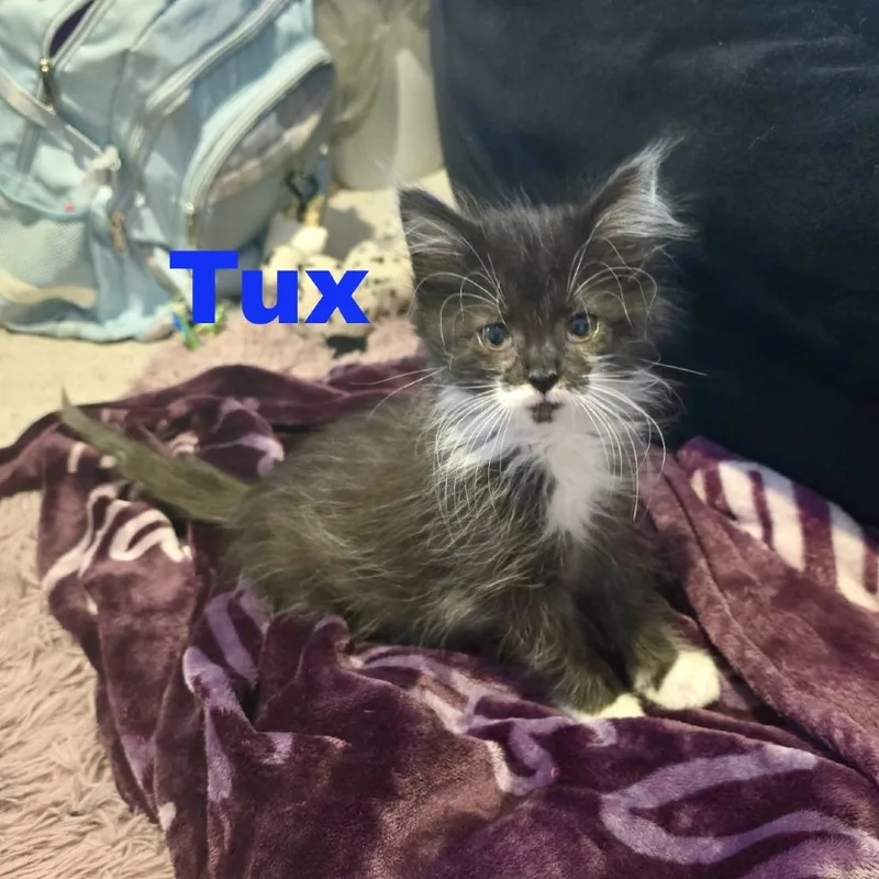 A baby small-sized female Black Domestic Short Hair cat named Tux for adoption in Carmel, IN
