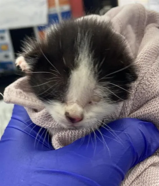 A baby medium-sized male Domestic Short Hair cat named Fenris for adoption in Dallas, TX