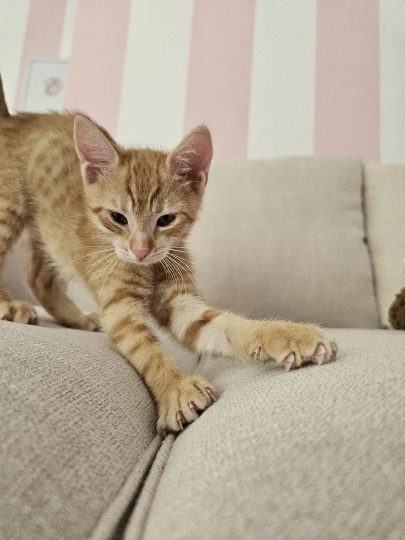 A young medium-sized male Orange / Red Domestic Short Hair cat named Jack Daniel's for adoption in Sicklerville , NJ