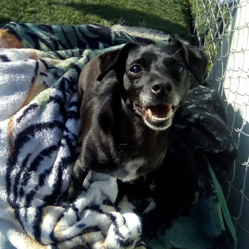 Morticiaa thumbnail 2