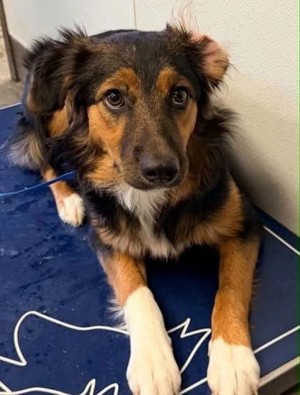 An adult medium-sized female Australian Shepherd dog named Meadow for adoption in Bowling Green, KY