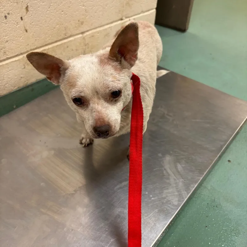 An adult small-sized female Apricot / Beige Mixed Breed dog named Chi for adoption in Memphis, TN