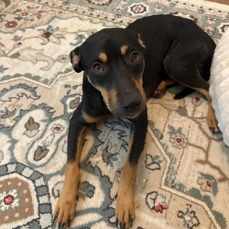 A young large-sized female Black Rottweiler dog named Chloe for adoption in Polk, OH