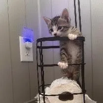A baby small-sized female Gray / Blue / Silver Domestic Short Hair cat named Bella for adoption in Panama City Beach, FL