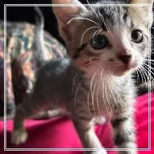 Bella thumbnail 5