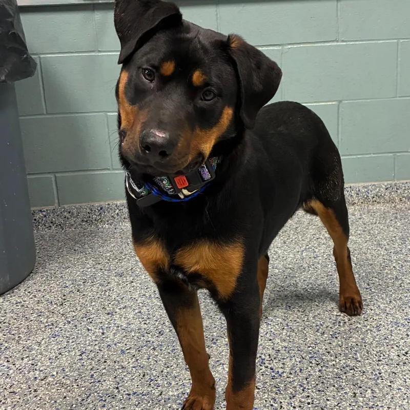 A young medium-sized male Black Rottweiler dog named Rambo for adoption in Greenville, SC