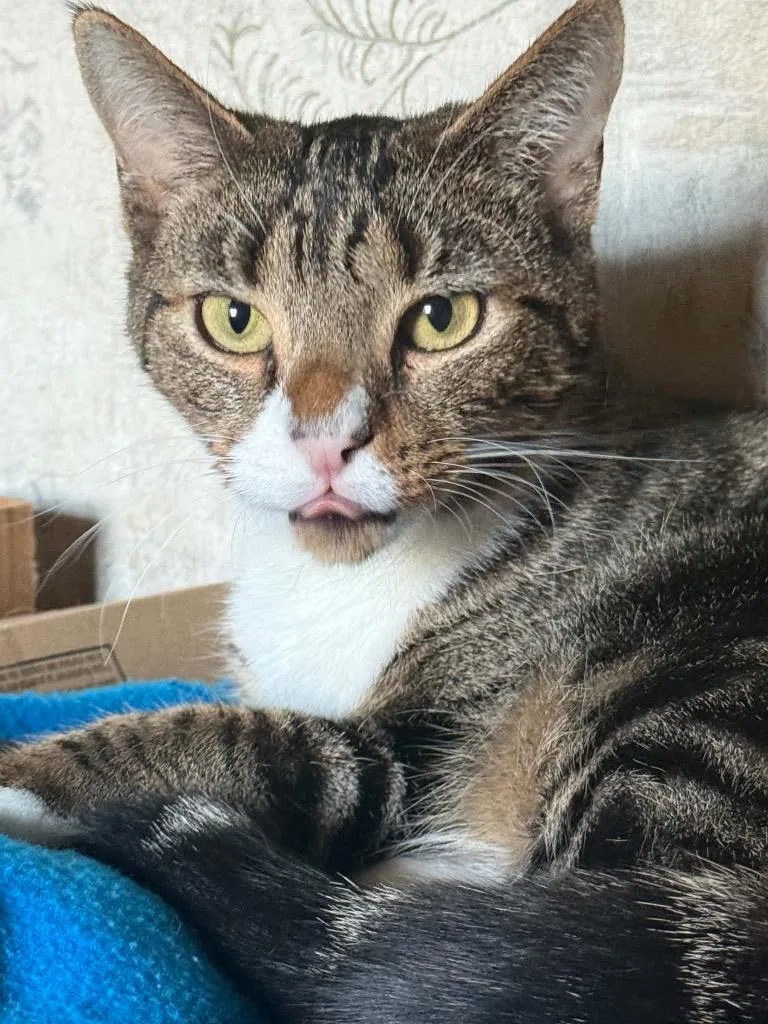 A young small-sized female Domestic Short Hair cat named Dolly for adoption in Gorham, ME