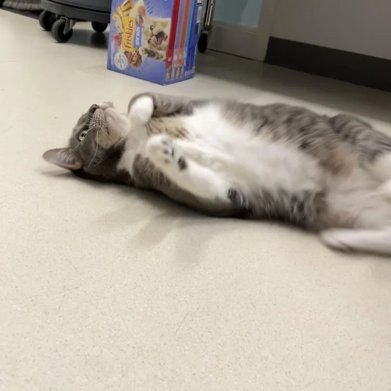 An adult large-sized female Gray / Blue / Silver Domestic Short Hair cat named Misty for adoption in Warwick, RI