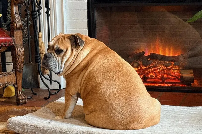 An adult large-sized male Yellow / Tan / Blond / Fawn English Bulldog dog named Clyde for adoption in Thompson, PA