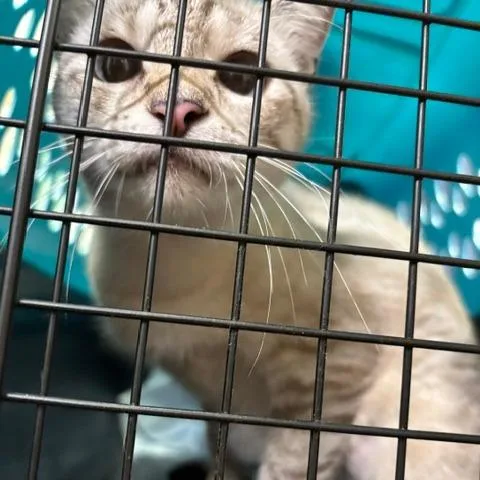 An adult medium-sized female Siamese cat named Phoebe C for adoption in Lebanon, TN