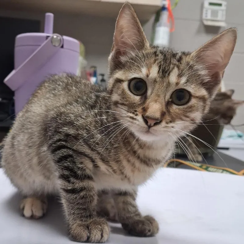 A baby small-sized female Brown / Chocolate Domestic Short Hair cat named Ava for adoption in Lufkin, TX