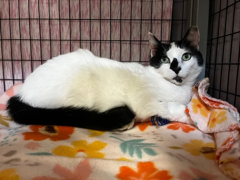 An adult small-sized female Domestic Short Hair cat named Luna for adoption in Grants Pass, OR