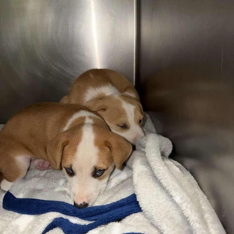 A baby small-sized male Yellow / Tan / Blond / Fawn Mixed Breed dog named Tuke for adoption in Palm Springs, CA