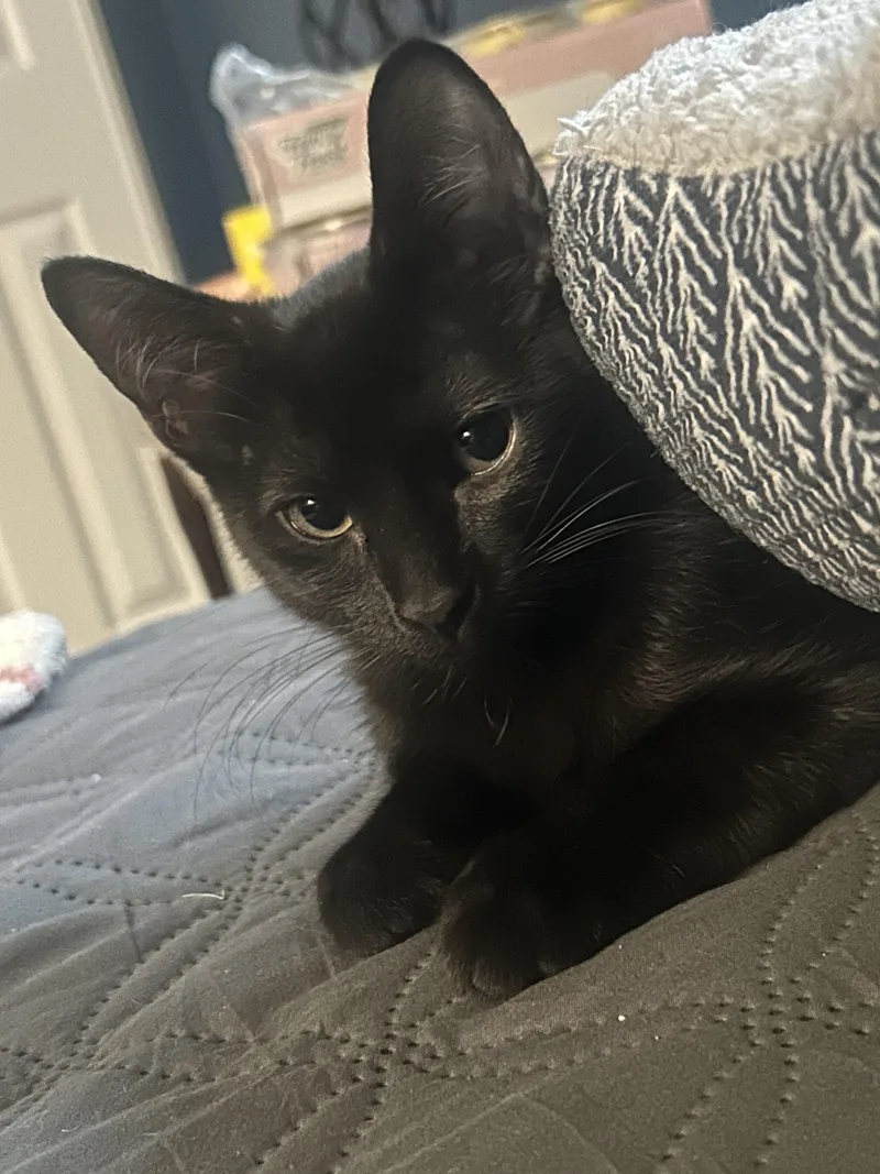 A young medium-sized female Black Domestic Short Hair cat named Cleo for adoption in Schaumburg, IL