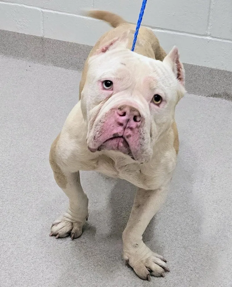 An adult medium-sized female Merle (Red) American Bully dog named 26-263 for adoption in Amityville, NY