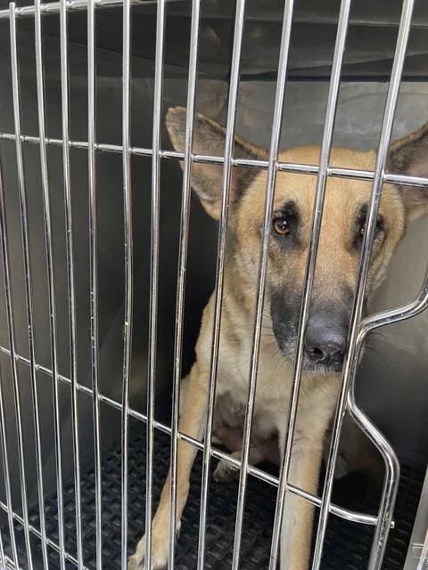 An adult large-sized female Mixed Breed dog named Poppy for adoption in Dallas, TX