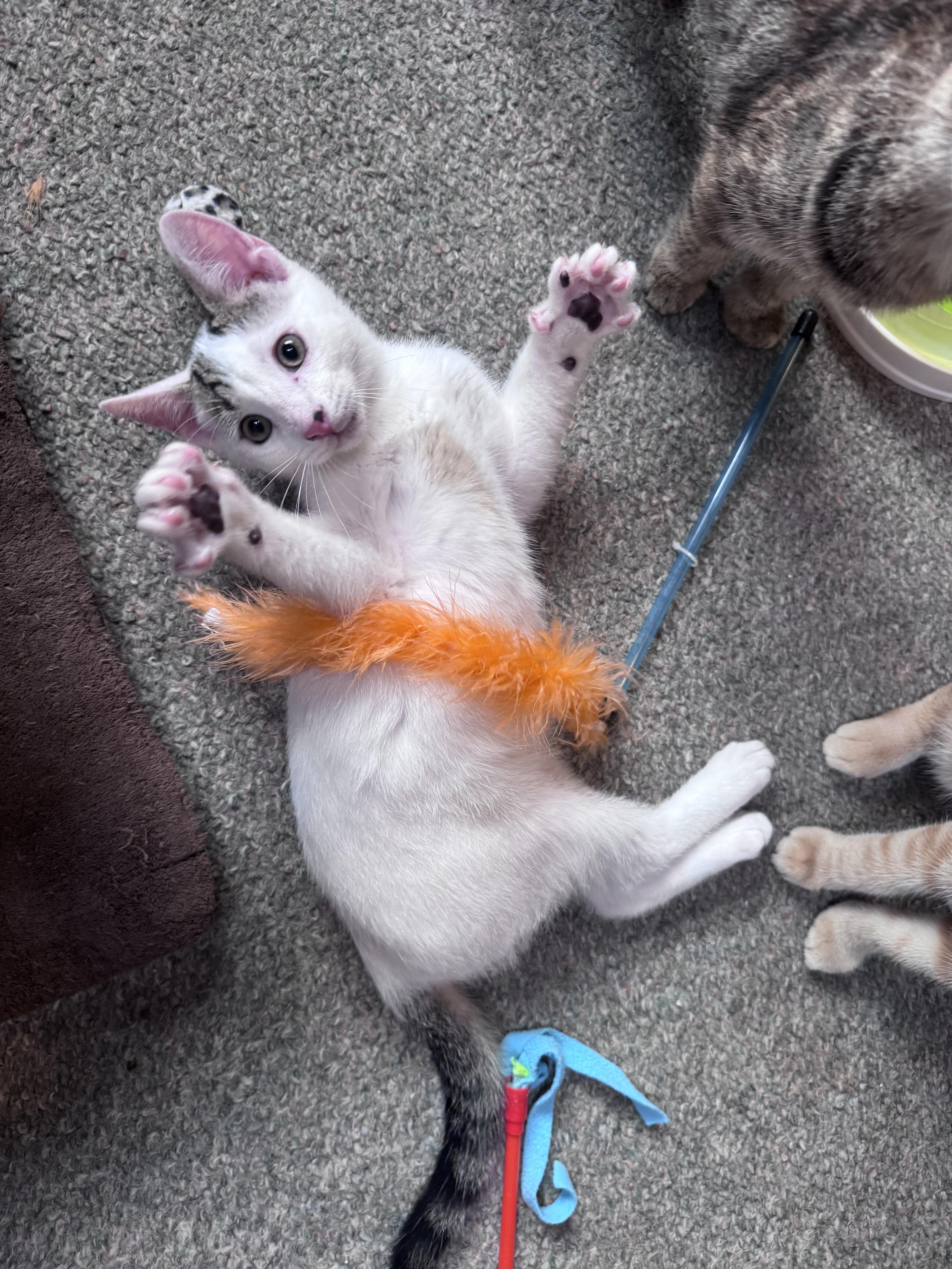 A baby medium-sized male Domestic Medium Hair cat named John for adoption in Crystal Lake, IL