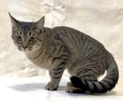 A young small-sized female Domestic Short Hair cat named Juni for adoption in Buffalo, MN
