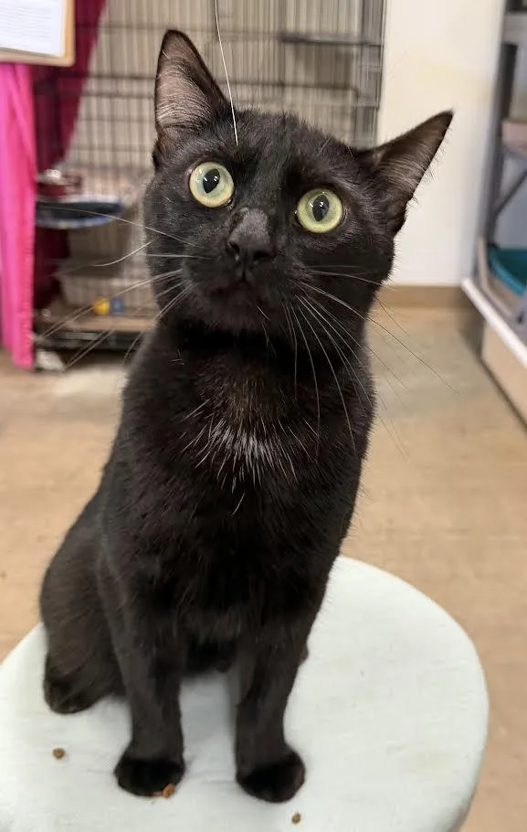 An adult medium-sized male Black Domestic Short Hair cat named Poe for adoption in Jackson, CA