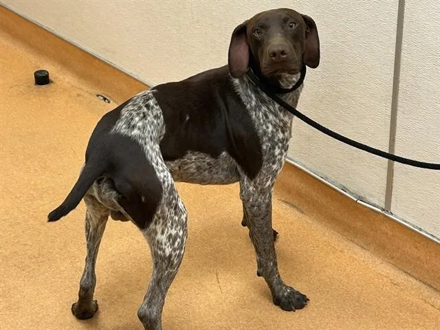 A young large-sized male German Shorthaired Pointer dog named Bender for adoption in Martinez, CA