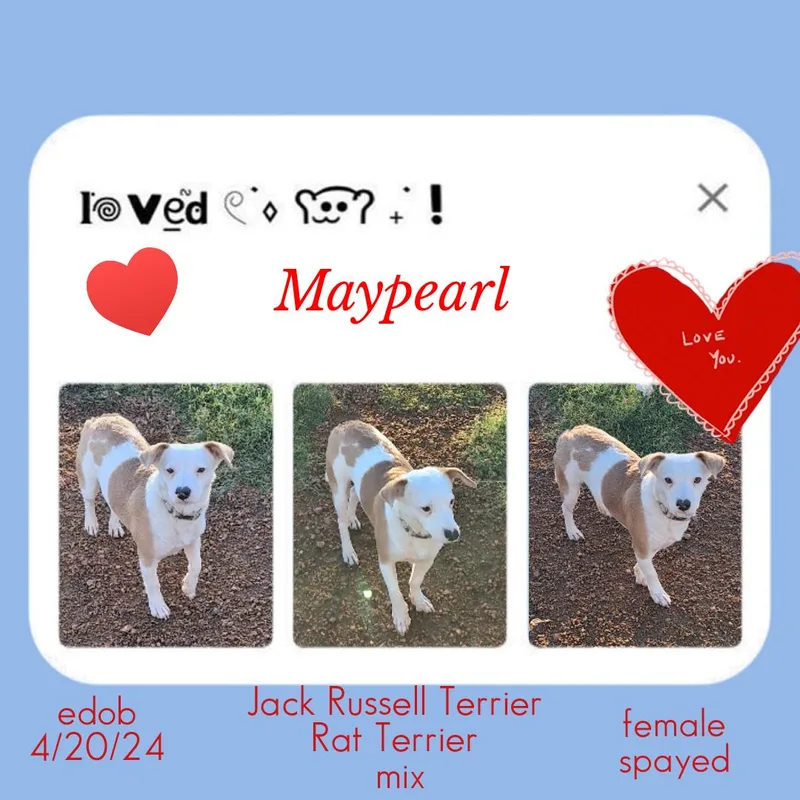 An adult medium-sized female White / Cream Jack Russell Terrier dog named Maypearl BLT for adoption in Missouri City, TX