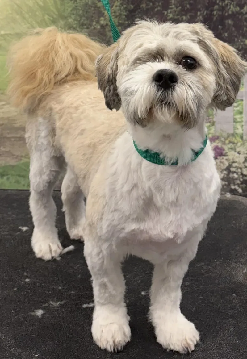 An adult small-sized male Shih Tzu dog named Sammy for adoption in Westminster, MD