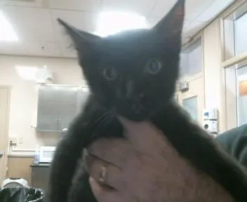 A baby small-sized male Domestic Short Hair cat named Orange for adoption in Sacramento, CA